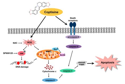 Ijms Free Full Text Induction Of Apoptosis By Coptisine In Hep B