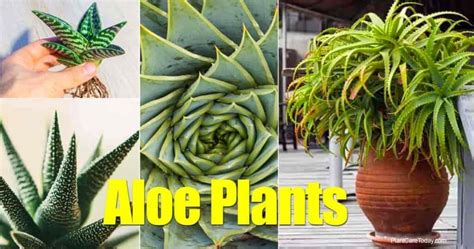 Aloe Plant Care Information On Growing Aloe Plants