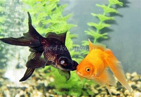 Mengenal Ikan Mas Koki Black Moor Secara Detail - cara ternak ikan