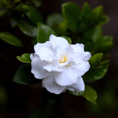 Gardenia flower meaning: find out what this flower symbolizes ↓