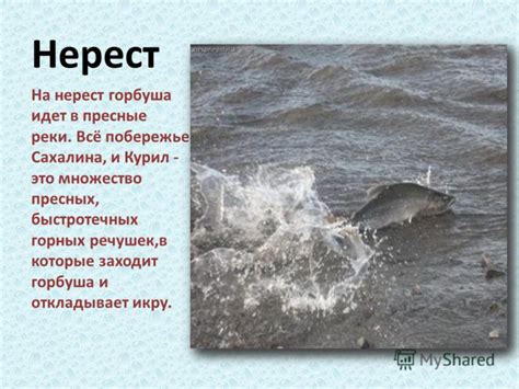Презентация на тему: "Горбуша Савенко Елена Владимировна учитель ...