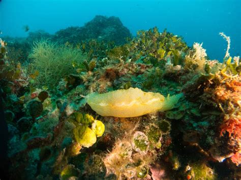 Nudibranchs in Their Habitat Stock Photo - Image of black, butterfly: 130061688