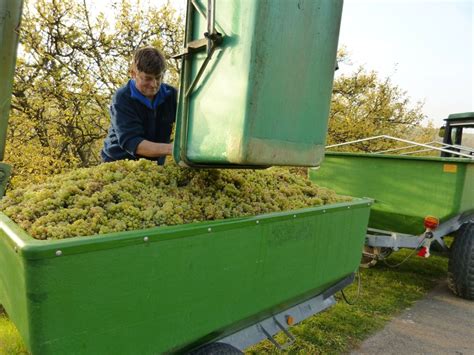 Werde Dein Eigener Winzer Wein Selber Machen