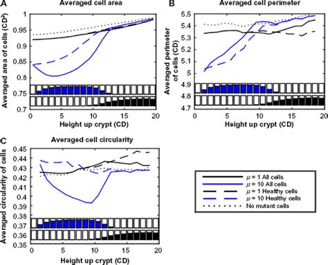 Changes in cell shapes due the presence of mutant cells in the crypt,... | Download Scientific ...