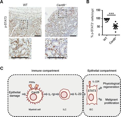 Reduced Stat3 Activation In Iecs Within Colonic Tumors Of Card9 − −