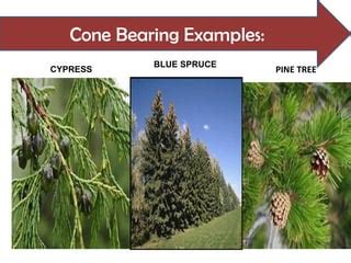 The Hows Of The Naked Seed Sim Ppt