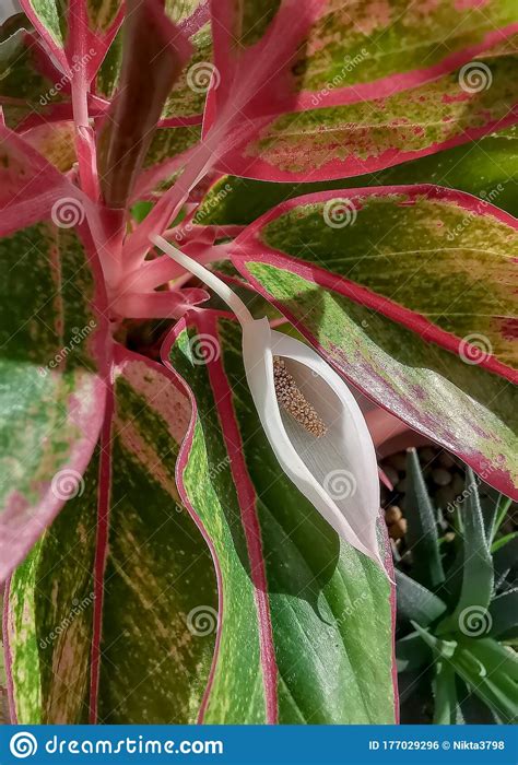 Flower Bud Of Aglaonema Pictum Commonly As Chinese Evergreens Native To Tropical And Subtropical