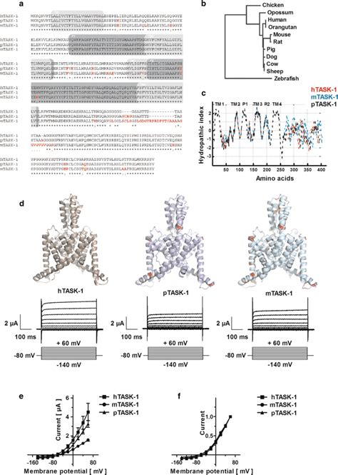 Structural And Functional Comparison Of Murine Porcine And Human Download Scientific Diagram