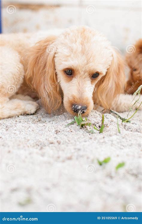 El Perro Se Acuesta En La Arena Imagen De Archivo Imagen De Mascota