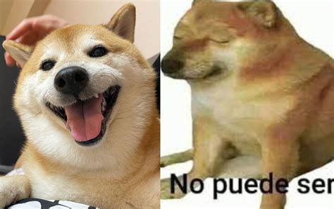 Muri Cheems El Perro Meme M S Famoso Del Mundo