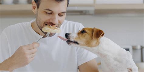 Puedes Alimentar A Tu Perro Solo Con Comida Humana