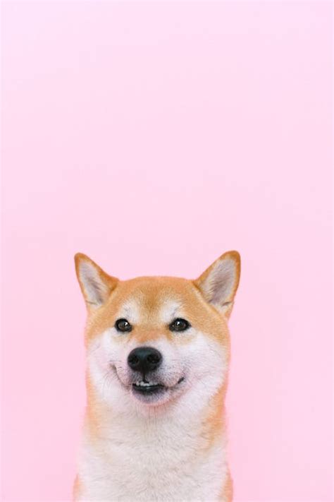 400 Best Shiba Inu Photos · 100 Free Download · Pexels Stock Photos