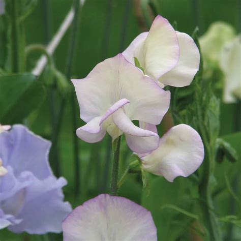Sweet Pea High Scent Seeds Thompson And Morgan