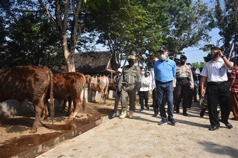 Ini Ketentuan Dan Tata Cara Penyembelihan Hewan Kurban Di Sleman Yogya