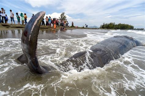 Ikan Paus Terdampar Di Pantai Alue Naga Aceh Foto