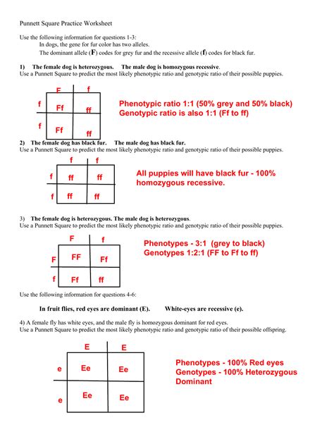 Genotype And Phenotype Punnett Square