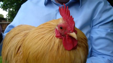 Pekin Bantam For Sale | Chickens | Breed Information | Omlet