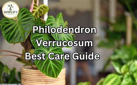 Philodendron Verrucosum Best Care Guide Simplify Gardening