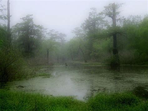 Foggy Swamp By Betty Berard Nature Photos Foggy Landscape