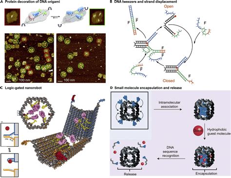 Dna Nanostructures At The Interface With Biology Chem