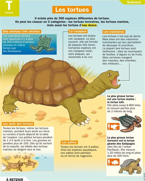 Fiche Expos S Les Tortues Infographicnow Your Number One