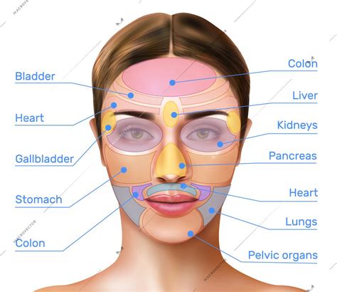 Face Mapping Reflexology Realistic Infographics With Massage Zones