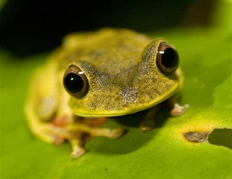 Rainforest frog in Amazon rainforest, Peru, Tambopata. | Flickr