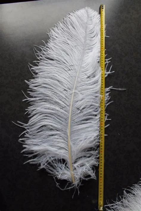 White Ostrich Feather at ₹ 500/piece in New Delhi | ID: 20432739762