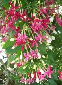 Rangoon Creeper, Double Bloom | Florida Nursery Mart