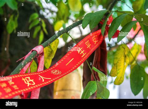 Chinese scholar tree hi-res stock photography and images - Alamy
