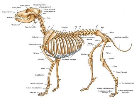 Anatomía canina Centro Canino Valmajano