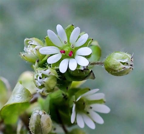 Birds Bark Beetles And Beauty New Hampshire Garden Solutions