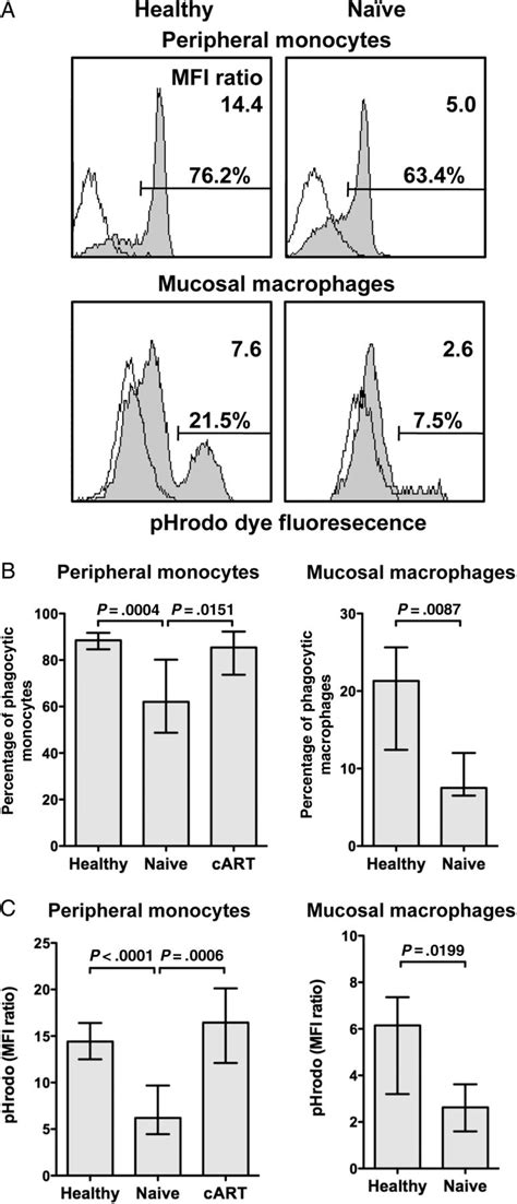 Phagocytic Activity Of Mucosal Macrophages Is Impaired In Untreated