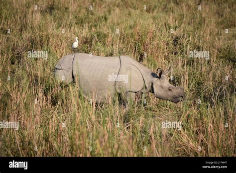 Three Horned Rhino In Kaziranga National Parl India Kaziranga