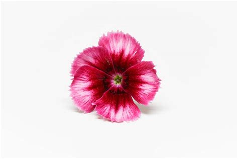 Dianthus Cherry Pocket Herbs