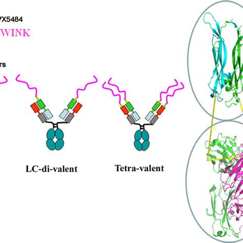 Diagram Of Peptide Antibody Genetic Fusions Between Anti Il17a Peptide