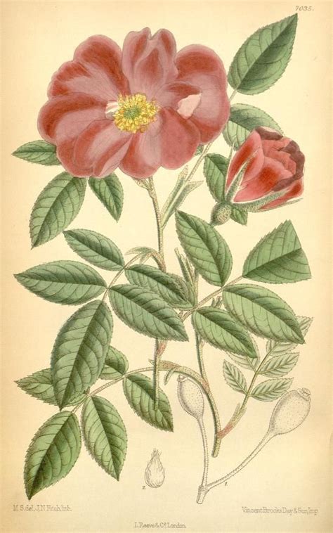 98 Best Wild Rose And Honeysuckle Images On Pinterest Botanical
