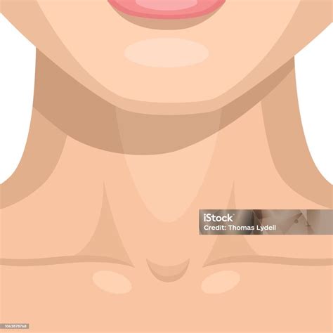 Leher Ilustrasi Stok Unduh Gambar Sekarang Anggota Tubuh Bagian