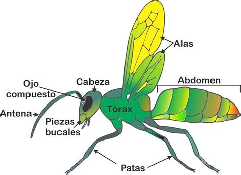 Estadístico su aceleración las partes de un insecto Humillar Abrazadera