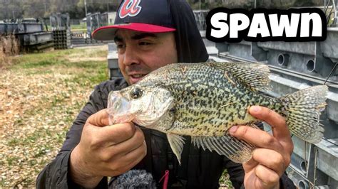 Catching Crappie Inches From The Bank Creek Fishing For Smallmouth