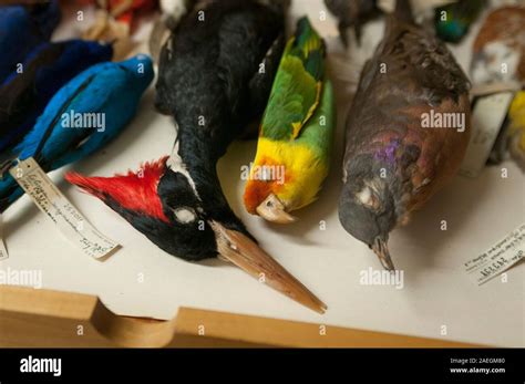 Specimens of extinct birds in the Field Museum of Natural History, Chicago, USA. L to R: Ivory ...