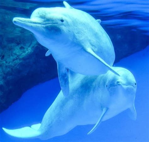 Protection d'Etat pour le Dauphin Blanc - Chine Magazine