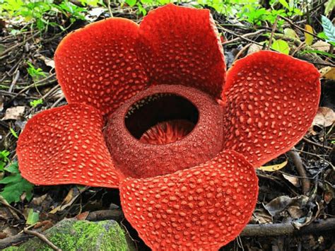 Rafflesia Arnoldii Awesome Bloom Our Breathing Planet