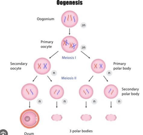 Aandp2 Lab Reproductive Flashcards Quizlet