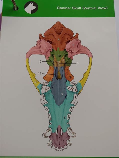 Ventral View Of Canine Skull Diagram Quizlet