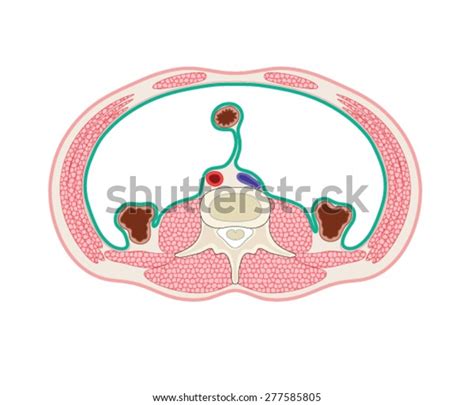 Cross Section Through Peritoneal Cavity Showing Muscles Of The Abdomen