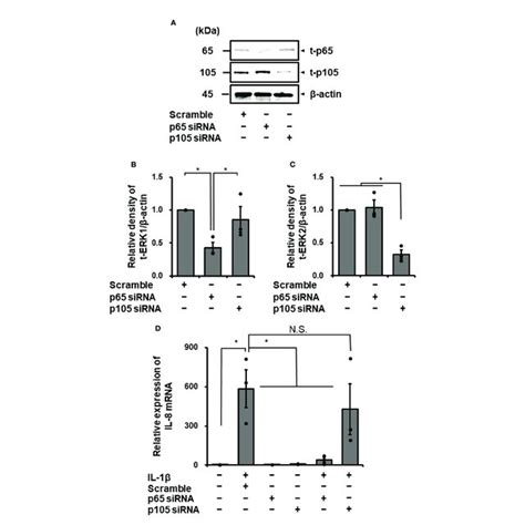 Transfection With P Sirna Attenuated Il B Mediated Il Mrna