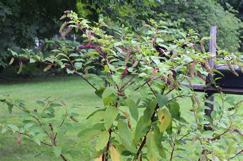 Phytolacca Americana Var Americana American Pokeweed At Toadshade