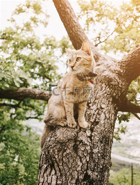 夏天坐在树上的虎斑猫。高清摄影大图 千库网