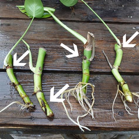 How To Propagate Monstera Deliciosa 3 Ways To Grow New Plants